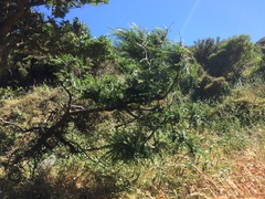 Sophora molloyi