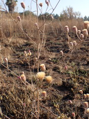 Crystallopollen angustifolium