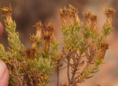Oedera sedifolia