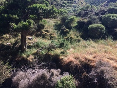 Sophora molloyi