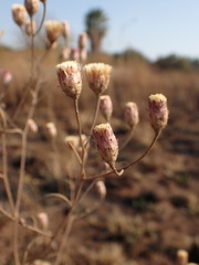 Crystallopollen angustifolium