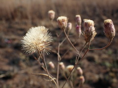 Crystallopollen angustifolium