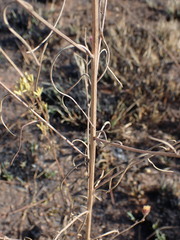 Crystallopollen angustifolium