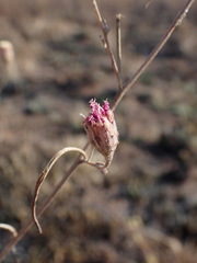 Crystallopollen angustifolium