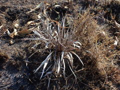 Helichrysum krebsianum