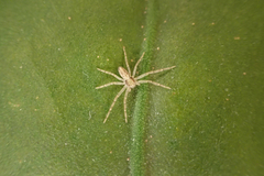 Araneae