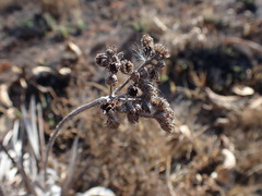 Helichrysum krebsianum