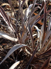 Helichrysum krebsianum