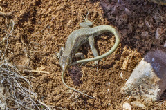 Anatololacerta pelasgiana