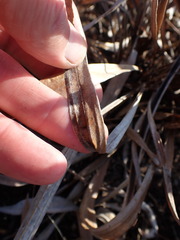 Helichrysum krebsianum