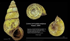 Image of Liarea turriculata