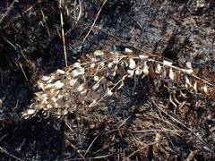 Hilliardiella elaeagnoides