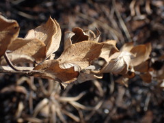 Hilliardiella elaeagnoides