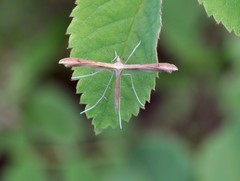 Stenoptilia