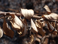 Hilliardiella elaeagnoides