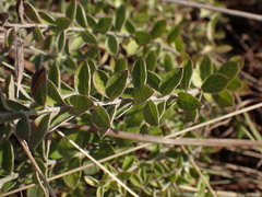 Hilliardiella elaeagnoides