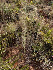 Erigeron bonariensis