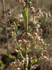Erigeron bonariensis