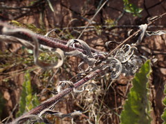 Erigeron bonariensis