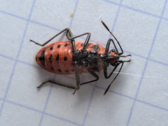Corizus hyoscyami