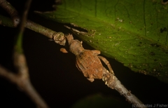 Leptopius tetraphysodes