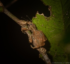 Leptopius tetraphysodes