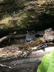 Anolis oculatus