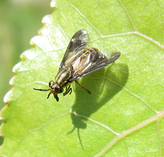 Chrysops aberrans
