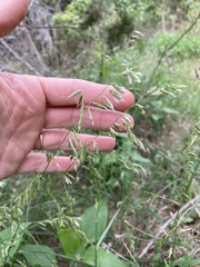 Melica mutica