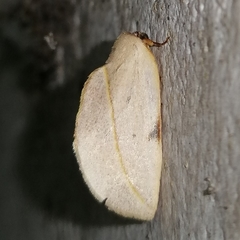 Apela