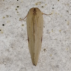 Apela
