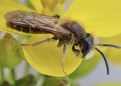 Andrena chrysosceles