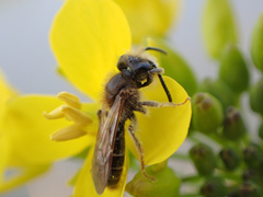 Andrena chrysosceles