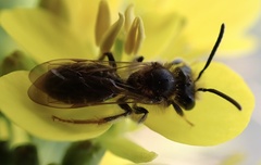Andrena chrysosceles