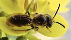 Andrena chrysosceles