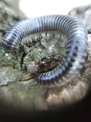 Rossiulus kessleri