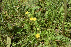 Potentilla kleiniana