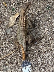 Leiocephalus carinatus