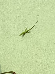 Anolis smaragdinus