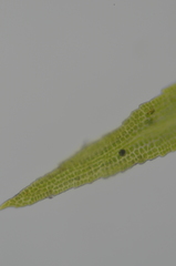Amphidium californicum
