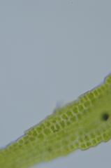 Amphidium californicum