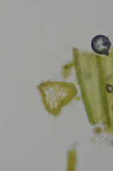 Amphidium californicum