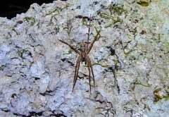 Acanthoctenus