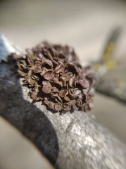 Tuckermanopsis sepincola