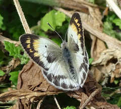 Colotis antevippe gavisa