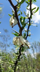 Bougainvillea spinosa