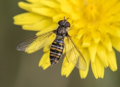 Episyrphus balteatus