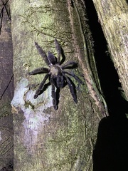 Psalmopoeus