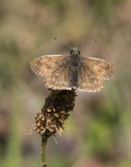 Erynnis tages