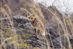 Vulpes vulpes japonica